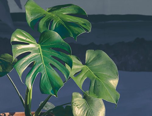 green-monstera-deliciosa-plant-is-growing-in-clay-PQE6V6W.jpg